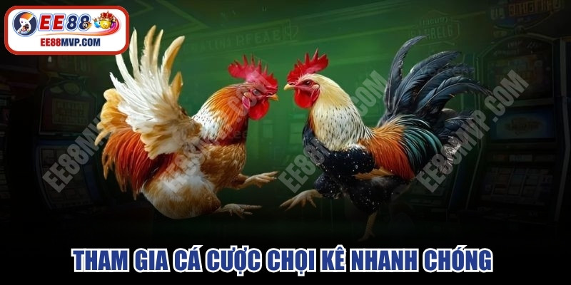 Tham gia cá cược chọi kê nhanh chóng chỉ trong vài thao tác